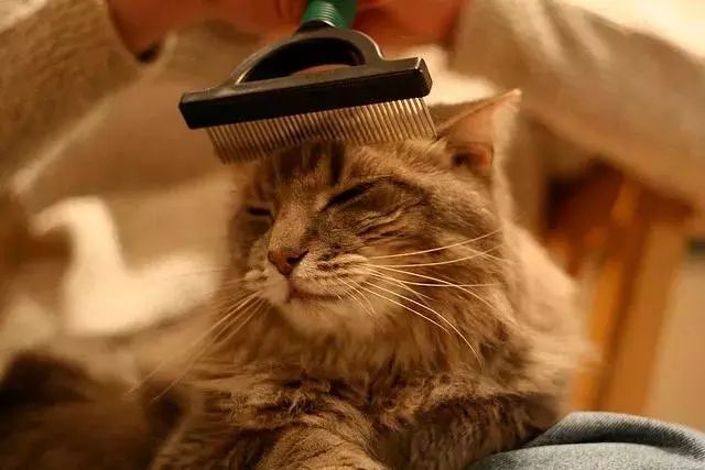 给猫梳毛能防止掉毛吗,给猫梳毛为什么猫会舒服