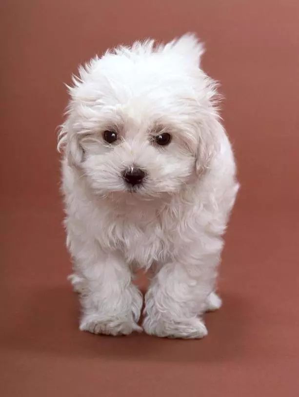 狗狗怀孕的特征和关注事项，你知道吗？