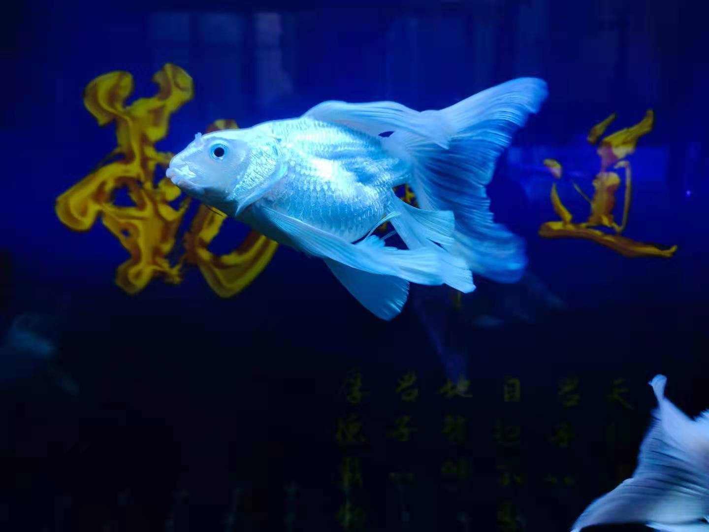 气温变低鱼缸水质浑浊了怎么办,为什么鱼缸水越来越浑