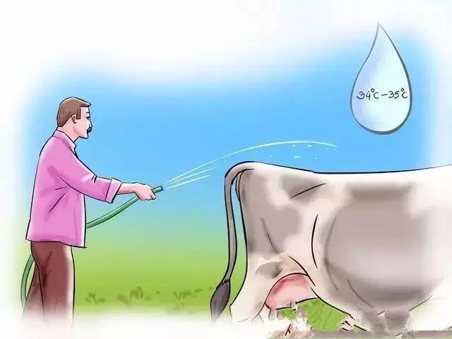 给牛人工授精关注哪些,给牛人工授精教学