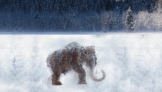 猛犸象牙如何开采的,猛犸象象牙在哪里挖的到