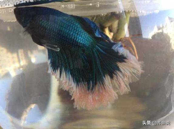 宠物鱼生病了怎么处理,鹦鹉鱼受到惊吓怎么处理