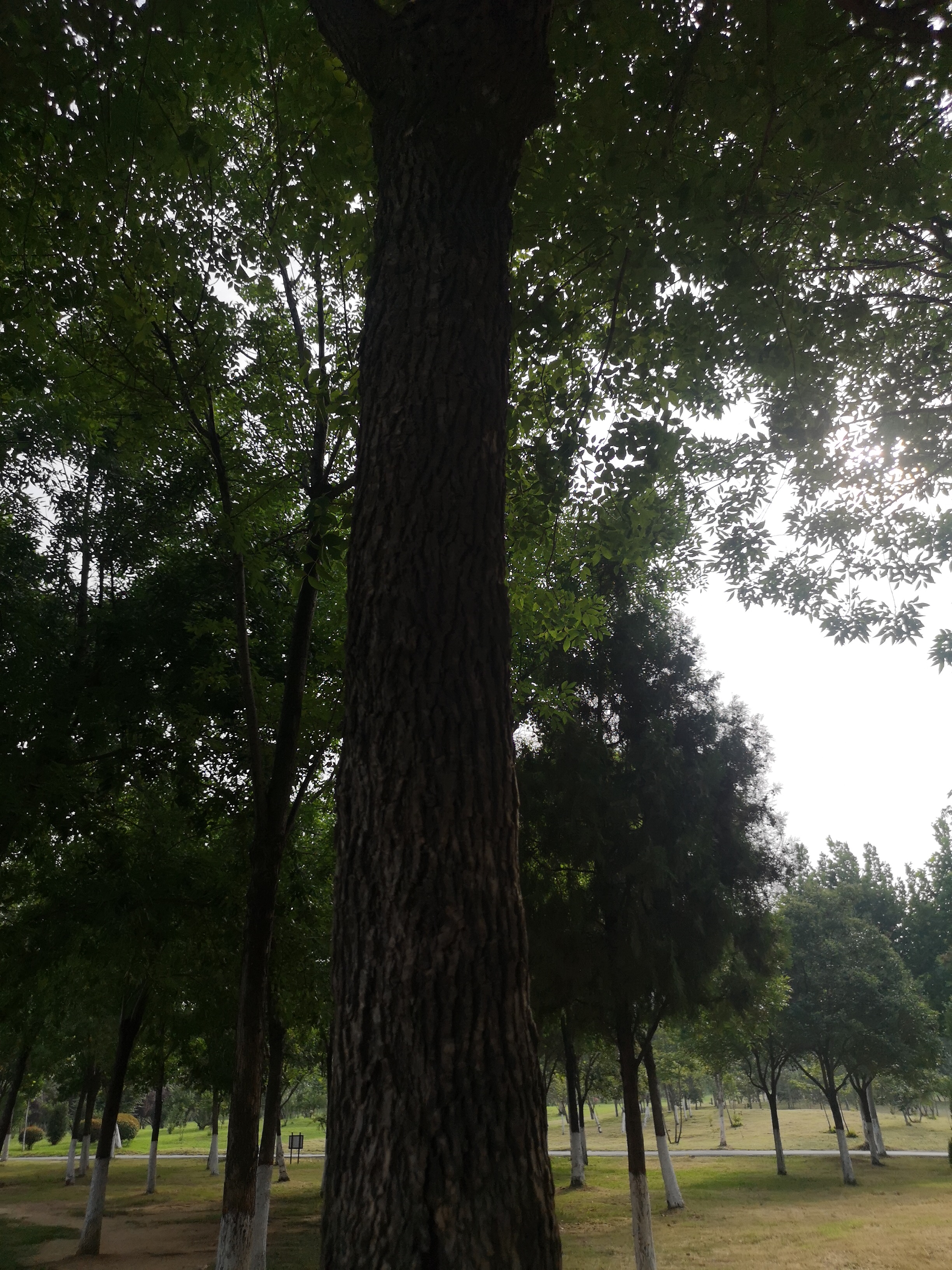 白蜡树是什么树图解,白蜡树和女贞子区别