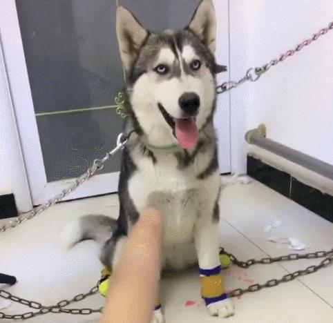 想养哈士奇但怕它拆家,哈士奇被父母遛的不拆家了