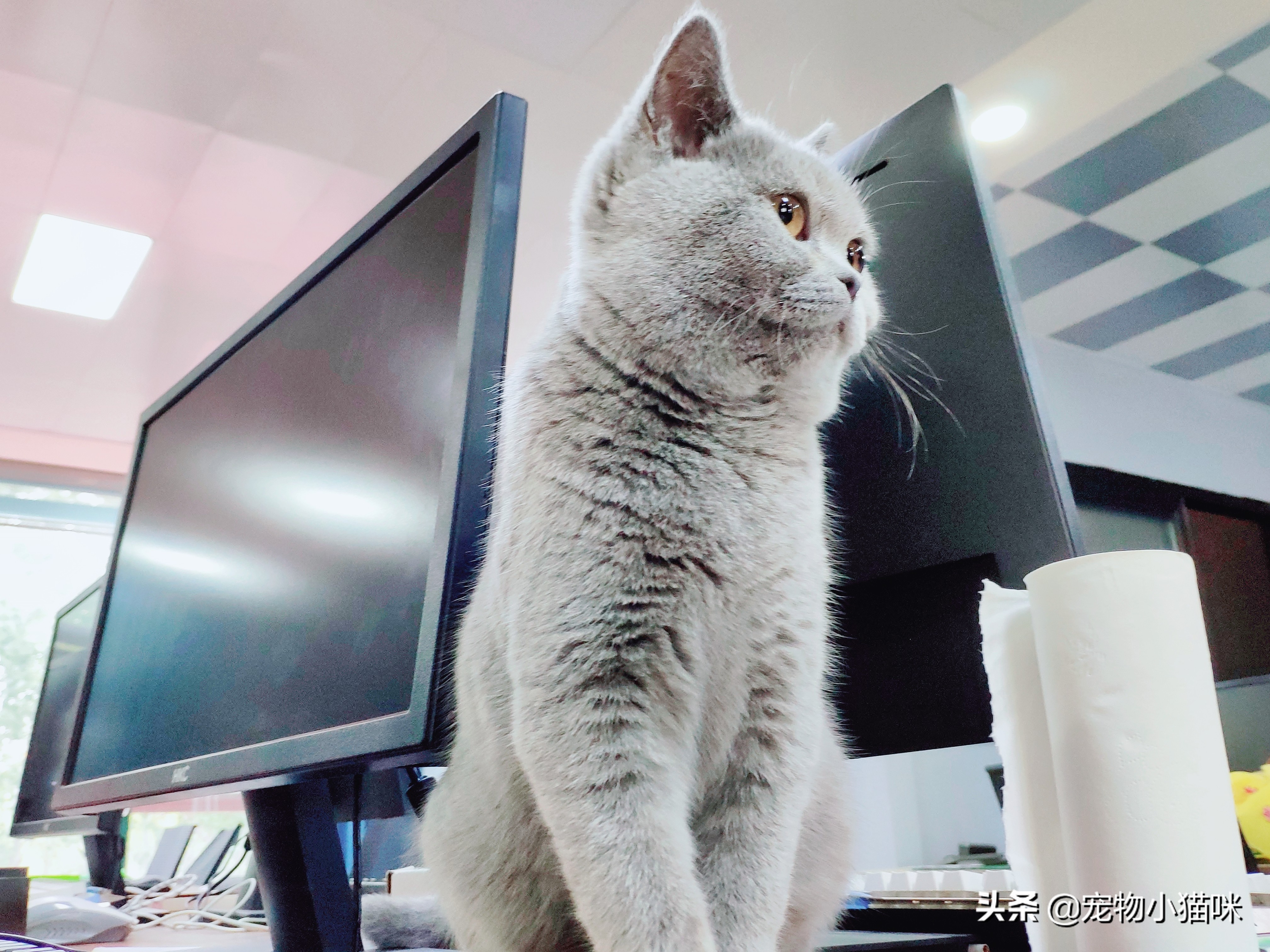 为什么小猫长大就被母猫排斥,猫妈妈对小猫有偏爱吗