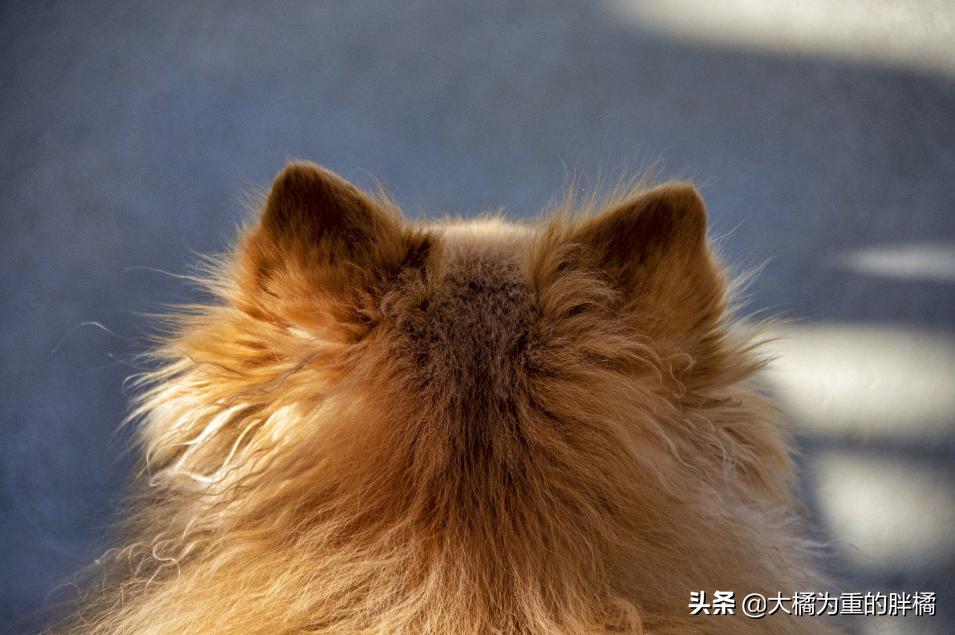 博美犬最怕三种东西,博美这几个部位不能打