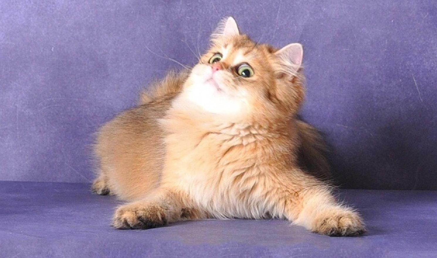 纠正猫咪坏脾气的九个实用办法,猫咪闹春如何帮助猫咪缓解