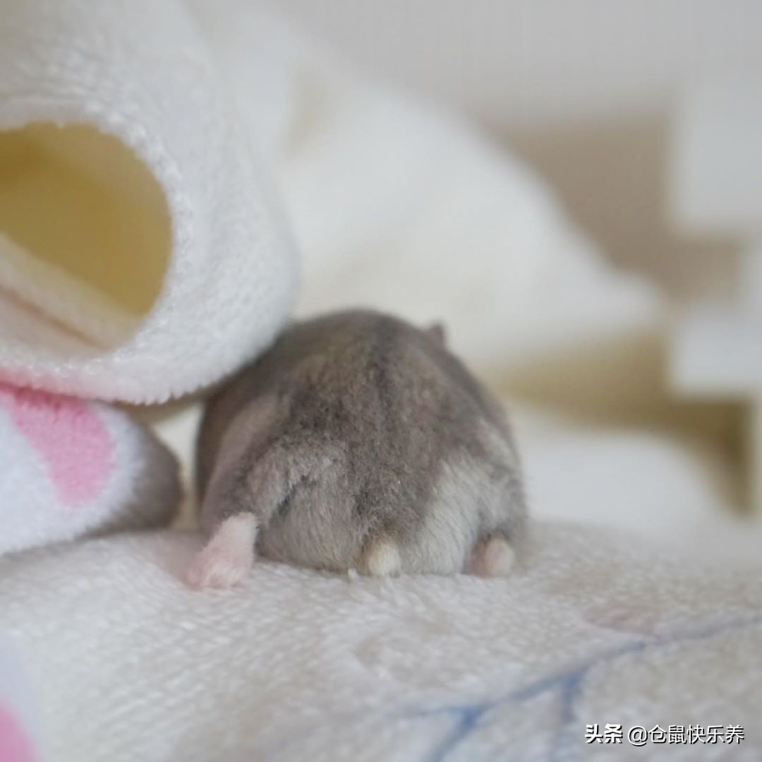 小仓鼠偷吃猫粮被抓住,小仓鼠偷跑到猫笼子里偷吃猫粮