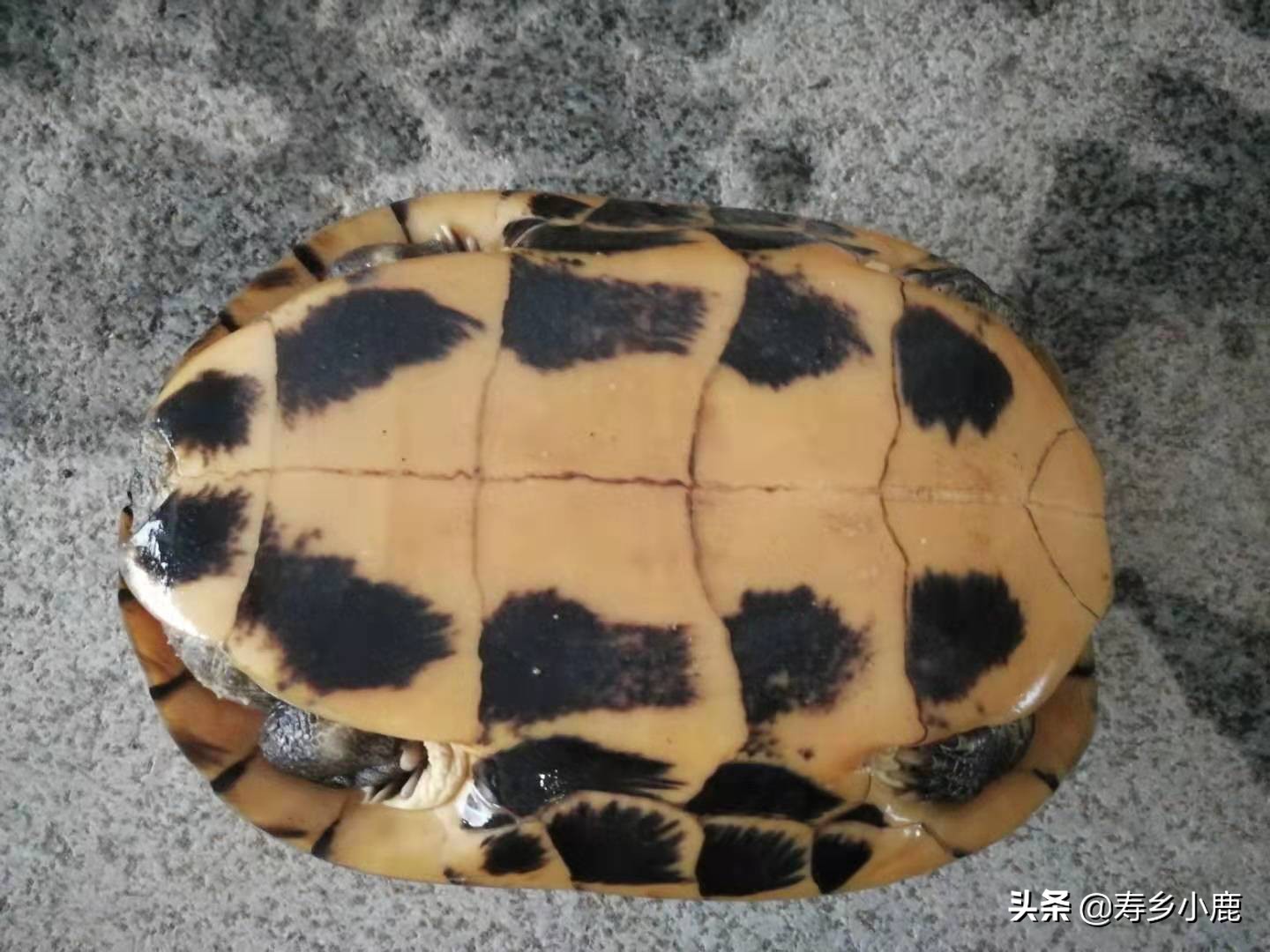 乌龟冬眠时有哪些关注事项,乌龟冬眠需要关注些什么