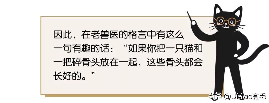猫为什么会打呼噜？而且人类听了还特别爽？抖m吗？