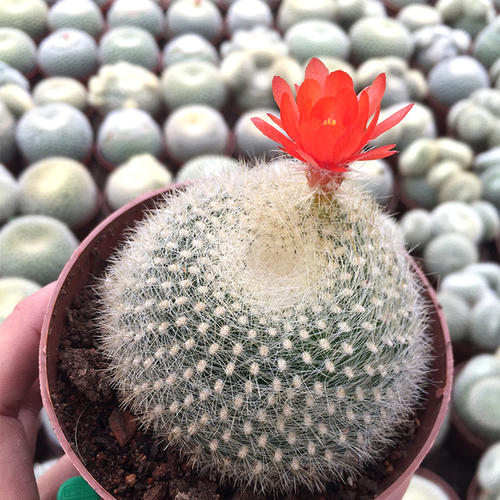 101仙人球,101个仙人球品种