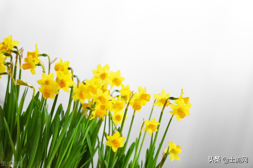 植物的种子都是靠什么方法传播的,靠风的力量传播种子的有哪些植物