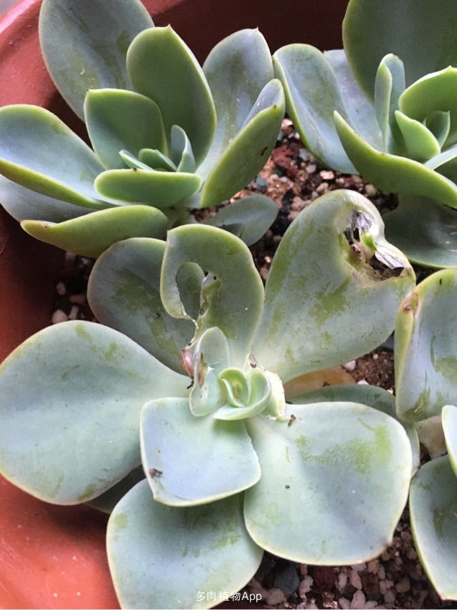 多肉蜗牛养殖方法,多肉蜗牛养护方法