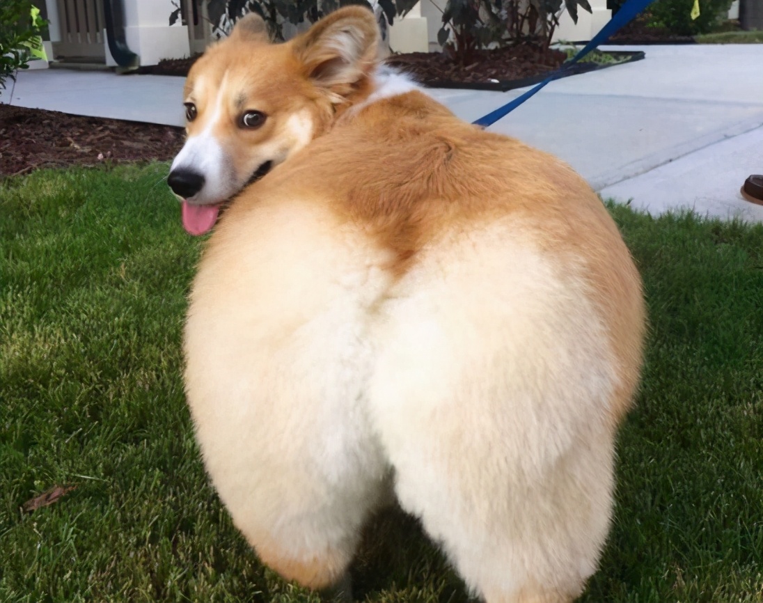 如何帮狗狗清理肛门腺？简单4步，实用有效