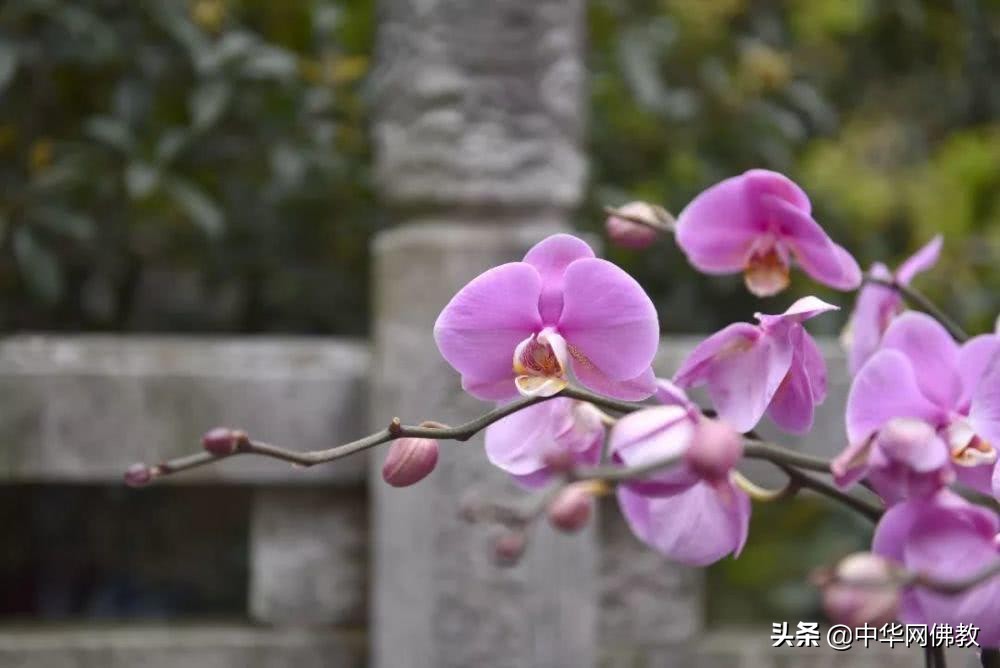 看佛有什么规矩,看佛经禁忌事项