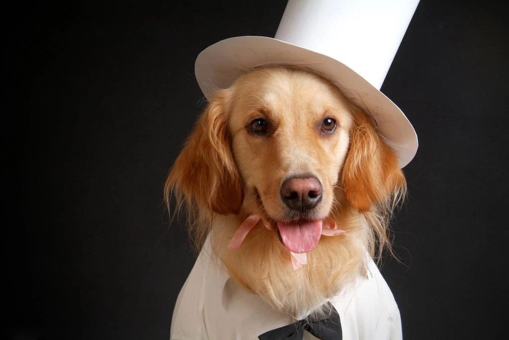 狗狗一旦尝到血，必须马上杀掉？