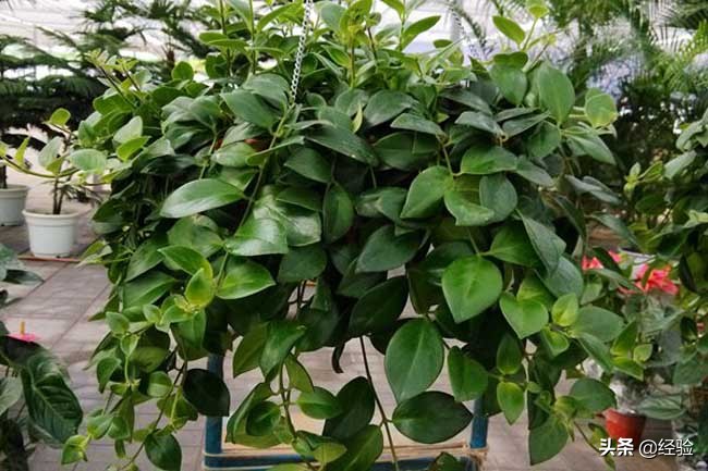 口红吊兰掉花苞什么原因,卷叶口红吊兰怎么养