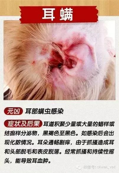 狗狗皮肤病去宠物医院如何防坑,狗狗的皮肤病用什么药好得快