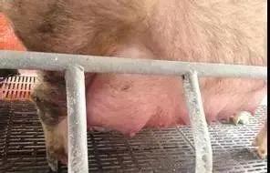 母猪乳房水肿症状怎么治疗,母猪乳房水肿打什么药