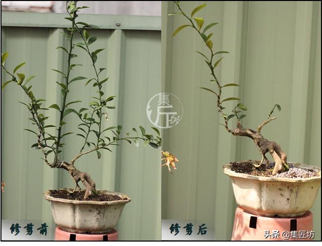 大树型金豆盆景怎么造型,金豆无根老桩栽培技巧