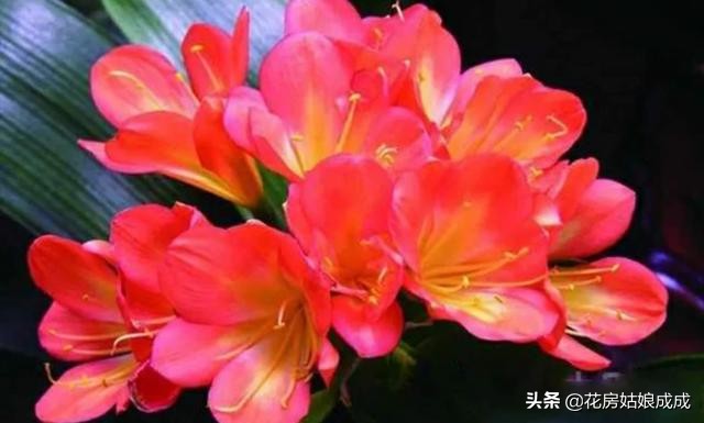 君子兰夹箭只需一招就能解决,发现君子兰夹箭把花箭剪掉可以吗