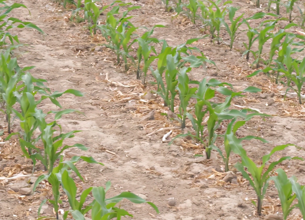 玉米种子二次拌种用锌肥,玉米高产小技巧