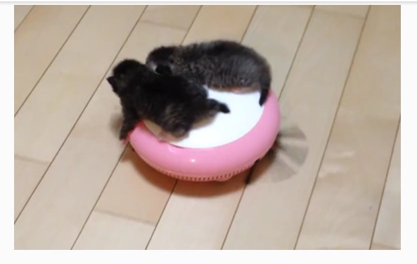 养猫怎么官宣,官宣养猫
