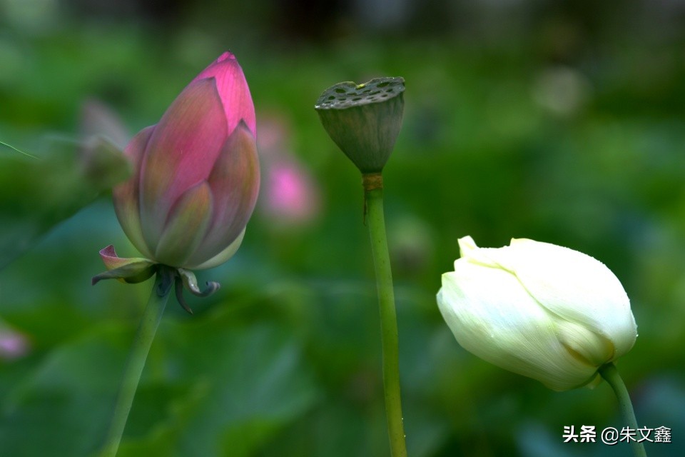 芜湖赏荷花,芜湖赏荷花好去处推荐