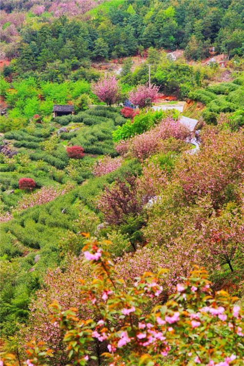 赏梅踏春最佳打卡地,现在附近公园赏梅哪里有