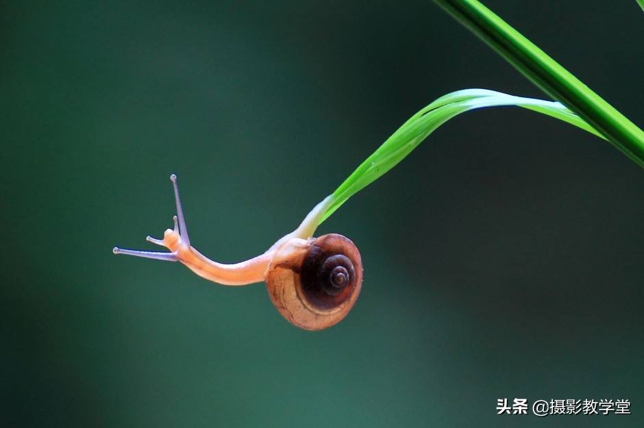 如何拍好微距摄影,摄影微距时怎么拍清全貌