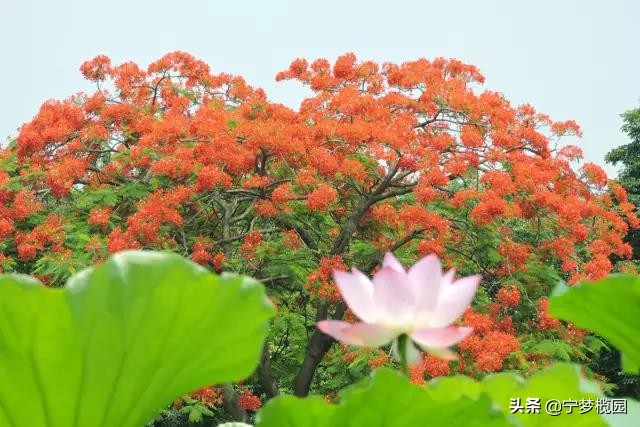 凤凰花开似红云,凤凰花开灿若云霞美图