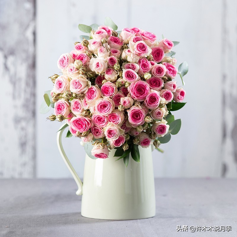 月季常见叶子问题,月季都有什么病怎么治