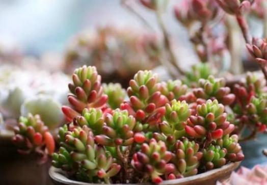 多肉褪色了怎么办,冬天多肉紫乐褪色了是怎么回事