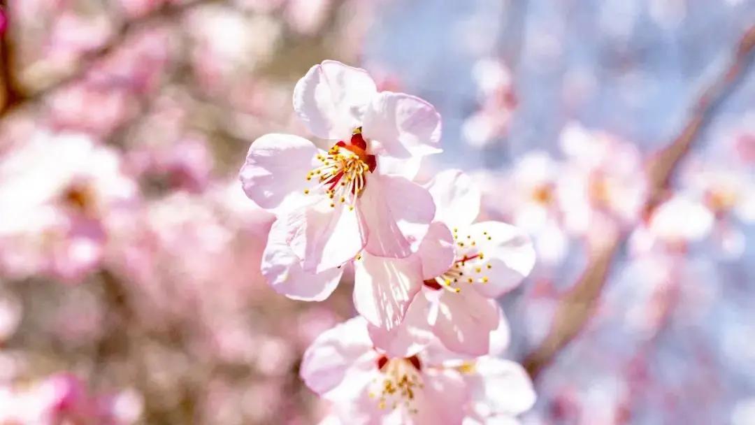 深圳十大免费花海公园,深圳红花山公园粉黛花海