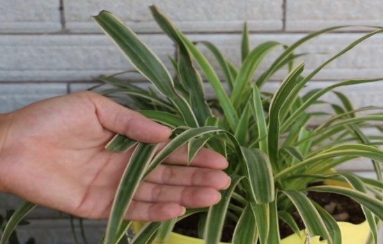 金鱼吊兰叶子一碰就掉,吊兰叶子中间折断原因