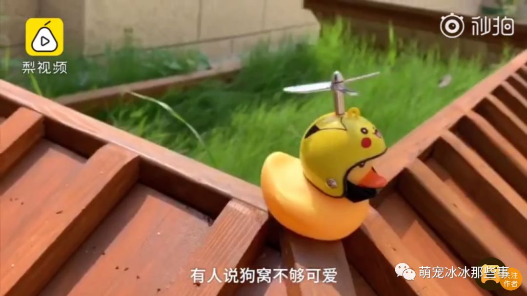 最壕狗窝！主人花3万5为爱宠造了个别墅，泳池和阳光房全都有