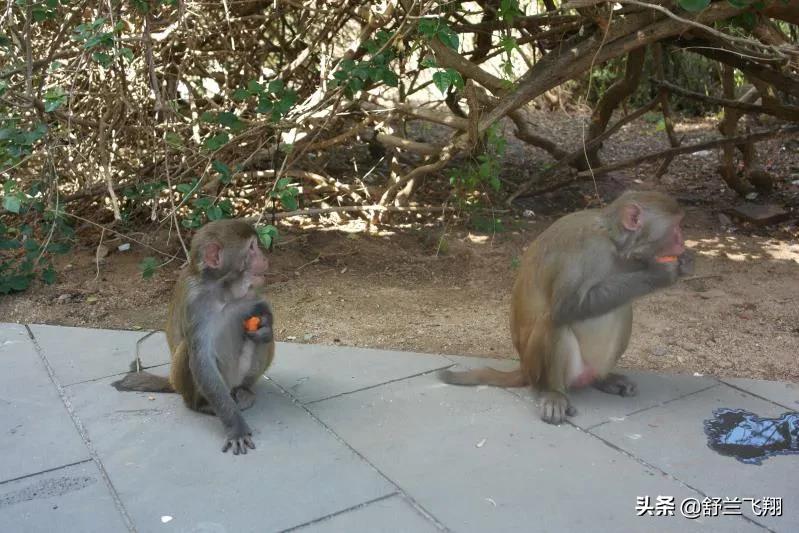海南南湾猴岛上的猴子,海南著名的南湾猴岛在哪里
