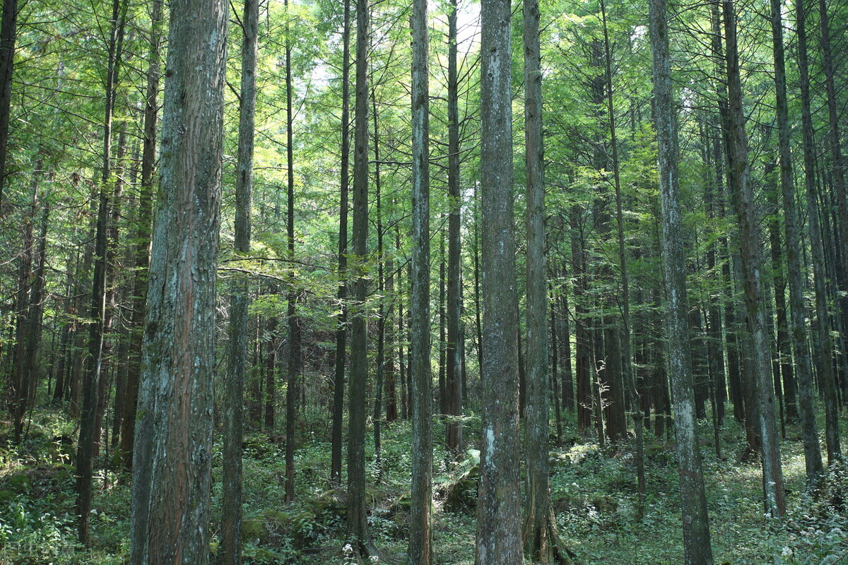 重庆适合亲子游2天一晚避暑,重庆周边的四川避暑胜地有哪些