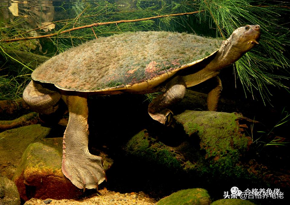 公龟是不是断尾,安缘龟断尾有什么影响