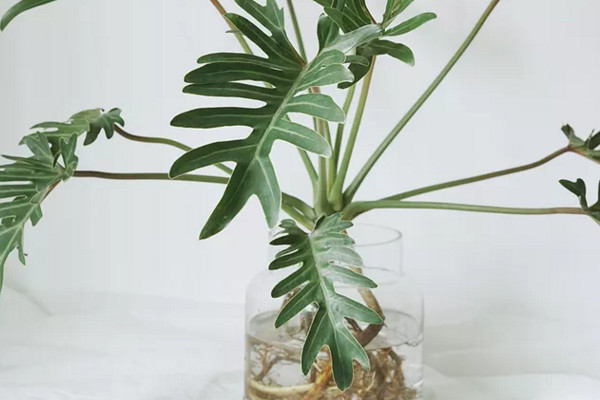 水培春羽很简单，做好下面这几步，不怕养不活！