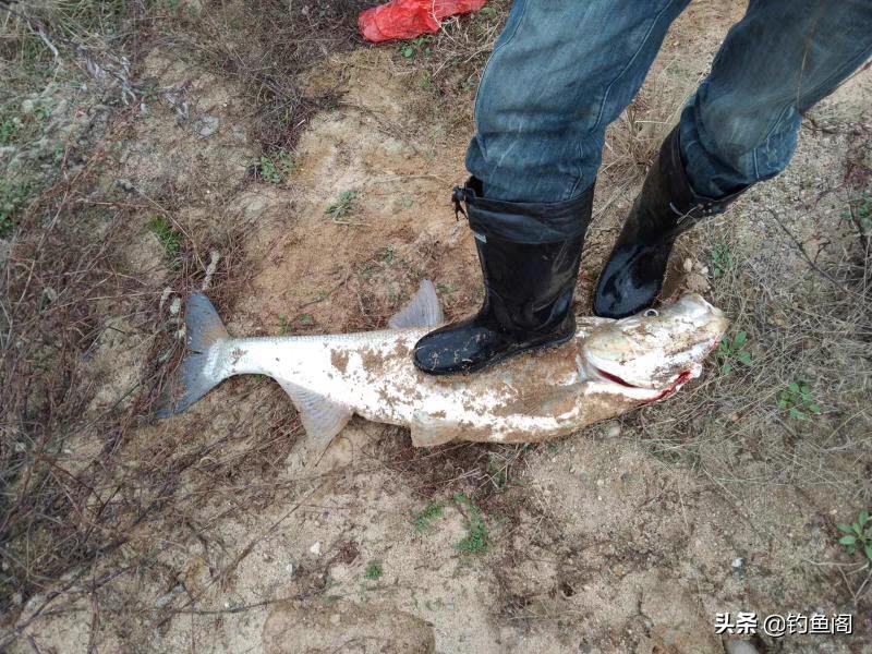 为啥泥鳅钓鱼是违法的呀,为啥泥鳅钓鱼厉害