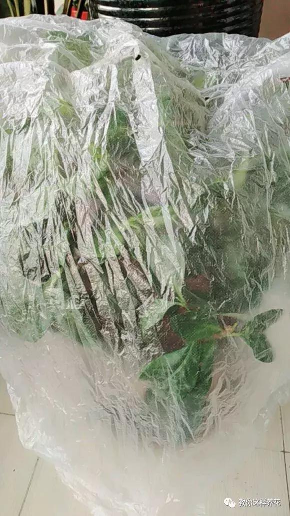 花儿黄叶烂叶怎么办,花儿叶子发黄用什么药