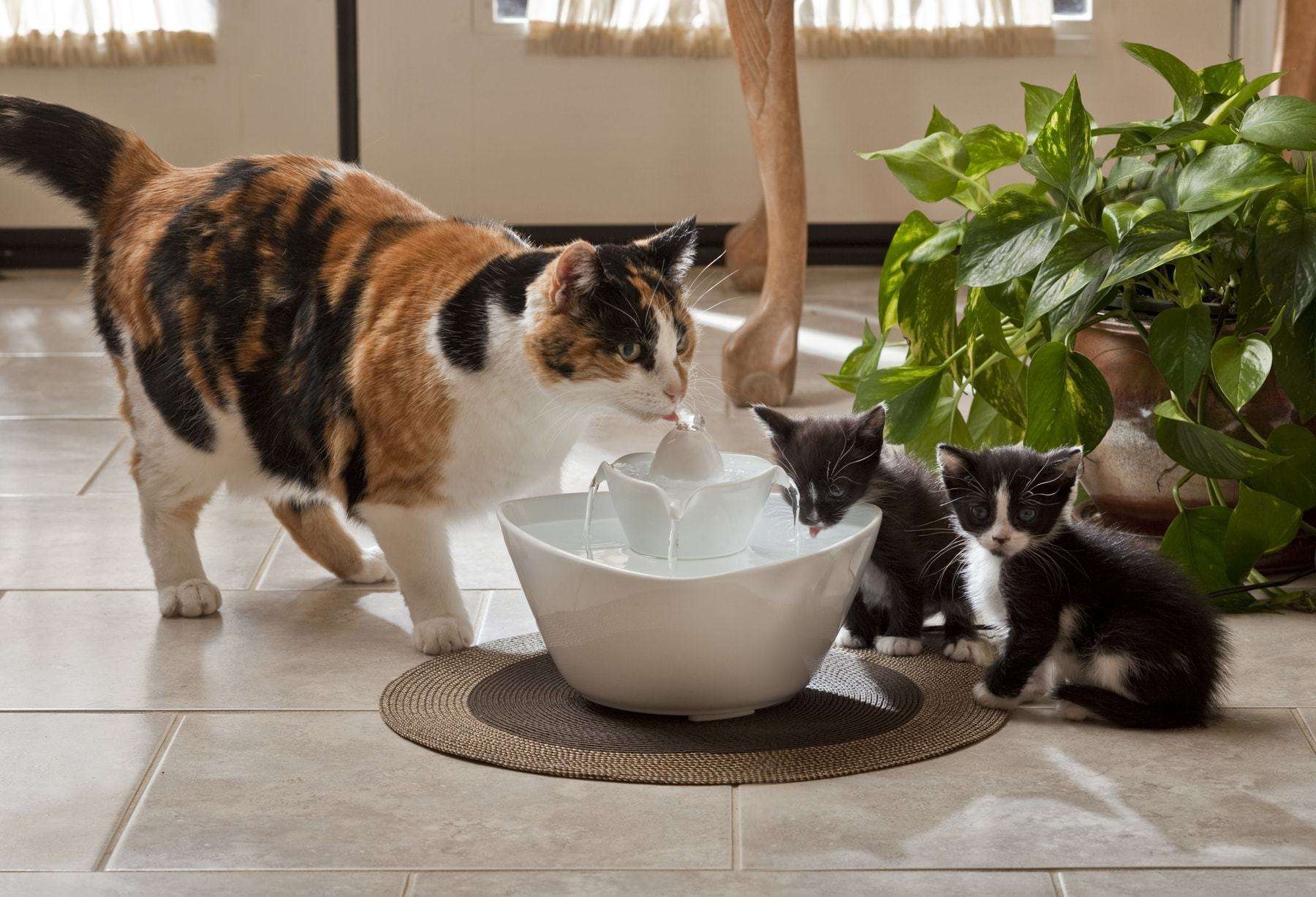 金渐层猫咪只喝水不吃粮怎么回事,猫咪之前爱喝水突然就不爱喝水了