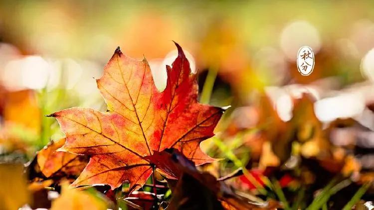 秋秋分享音乐,秋秋分享日常