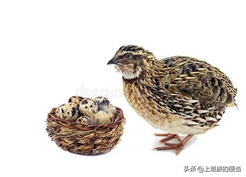 鹌鹑蛋的最佳吃法是什么呢,鹌鹑蛋的最佳吃法是什么