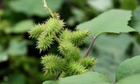 养鸡最好的土偏方是什么,养鸡用什么方法防黄鼠狼