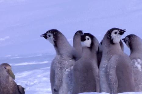 喜羊羊与灰太狼原始世界纪录片,喜羊羊与灰太狼每部片讲述的道理