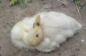 肉鸭15天后仰摇头站不稳,23天肉鸭出现瘫痪是什么原因