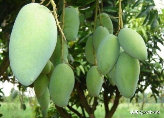 凯特芒果种子怎样育苗,芒果是怎么育苗