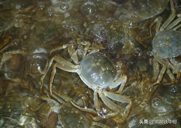 今年养螃蟹的能赚钱吗,养殖螃蟹未来行情怎么样